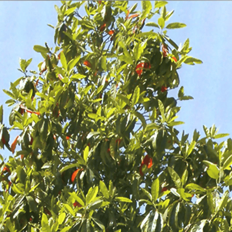 rudraksha tree